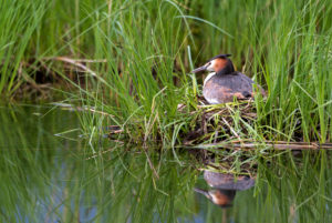Great Crested Grebe (Podiceps cristatus) on its nest Great Crested Grebe (Podiceps cristatus) on its nest